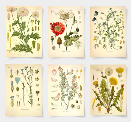 Botanical Print Poster